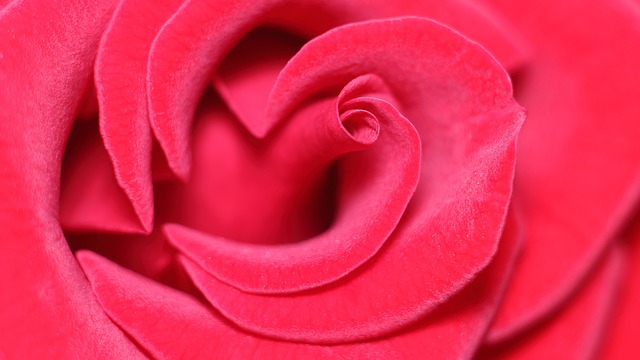 růže z lásky